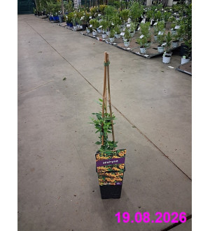 Pyracantha 'Soleil d'Or' RP 1,6 L